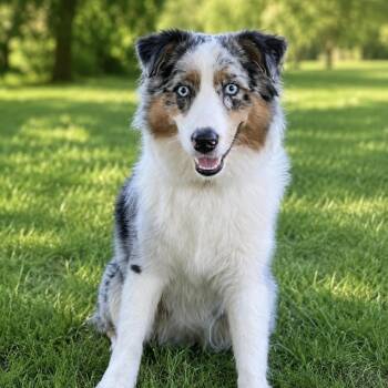 Aussie -  Australian Shepherd Dog for Adoption in Northlake, Illinois - Aussie | PetCurious