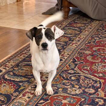 Reuben -  Jack Russell Terrier and Mixed Breed Dog for Adoption in Atlanta, Texas - Reuben | PetCurious