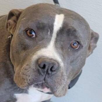 Mixed Breed Dogs Available for Adoption in Las Cruces, New Mexico - Joyce | PetCurious