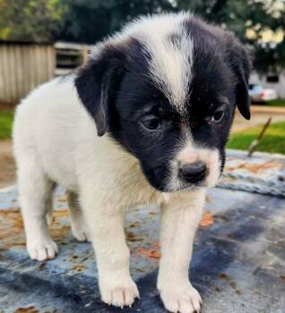 Rescue Boxer Dogs for Adoption in Barnwell, South Carolina - Pecan FCD#1101 | PetCurious