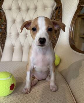 Love Love -  Chihuahua Dog for Adoption in Mundelein, Illinois - Love Love | PetCurious
