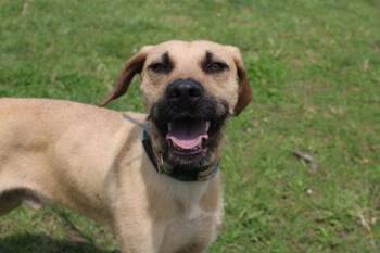 Scruffy -  Hound and Mixed Breed Dog for Adoption in Kansas City, Missouri - Scruffy | PetCurious