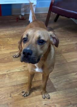Mixed Breed Dogs Available for Adoption in Ocala, Florida - Boomer | PetCurious