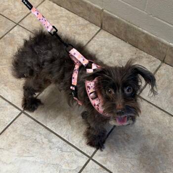 Anita -  Shih Tzu and Poodle Dog for Adoption in Birmingham, Alabama - Anita | PetCurious