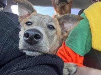 Rescue Carolina Dog Dogs for Adoption in Midlothian, Virginia - Kira-7 Month Old Purbred Snugglehound Carolina Dog Mix-Spayed, D | PetCurious