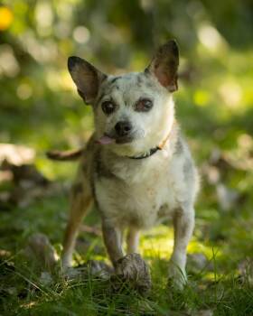 SIR (0191) -  Chihuahua Dog for Adoption in Bridgeport, Connecticut - SIR (0191) | PetCurious