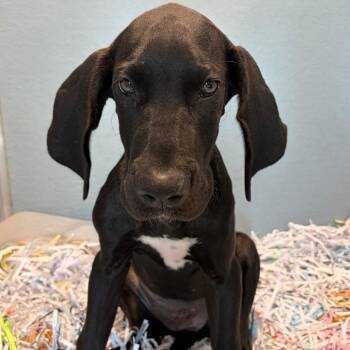 Raven -  Great Dane and Mixed Breed Dog for Adoption in Tampa, Florida - Raven | PetCurious