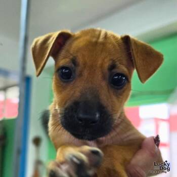 Akira -  Labrador Retriever Dog for Adoption in Washington, District Of Columbia - Akira | PetCurious