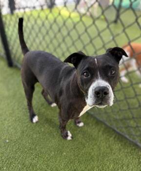 Bella -  Boxer Dog for Adoption in Lafayette, Louisiana - Bella | PetCurious
