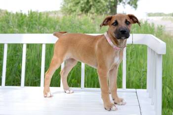BBQ Litter - Pickles -  Mixed Breed Dog for Adoption in Savage, Minnesota - BBQ Litter - Pickles | PetCurious