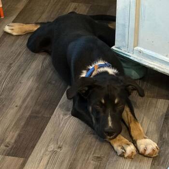 Max -  Shepherd Dog for Adoption in Beulaville, North Carolina - Max | PetCurious