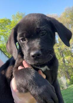 Labrador Retriever Dogs Available for Adoption in Aurora, Indiana - Coco Pups : Colleen | PetCurious
