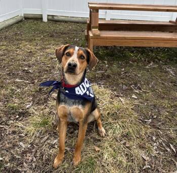 Australian Cattle Dog Blue Heeler and Hound Dogs Available for Adoption - Dexter | PetCurious