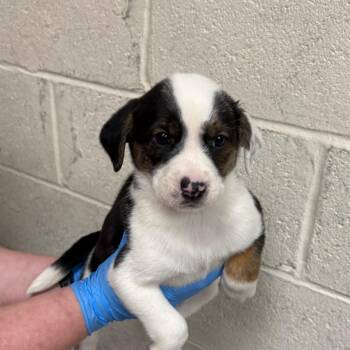 Mixed Breed Dogs Available for Adoption in East Hanover, New Jersey - Bashful | PetCurious