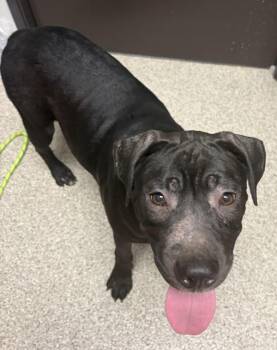 Meili -  Cane Corso and Pit Bull Terrier Dog for Adoption in Vancouver, Washington - Meili | PetCurious