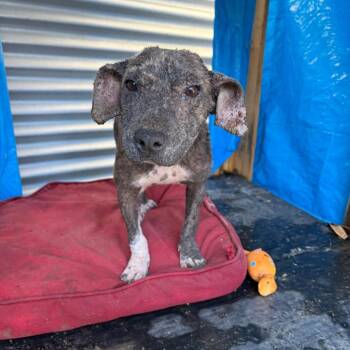 Jip Doolittle -  Mixed Breed Dog for Adoption in Frederiksted, St. Croix - Jip Doolittle | PetCurious