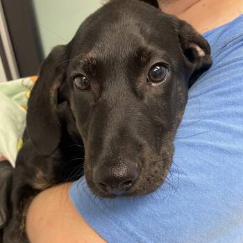 Remy -  Black Labrador Retriever and Hound Dog for Adoption in Portland, Oregon - Remy | PetCurious