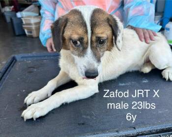Rescue Jack Russell Terrier and Terrier Dogs for Adoption in New York, New York - Zafod *foster Needed* | PetCurious