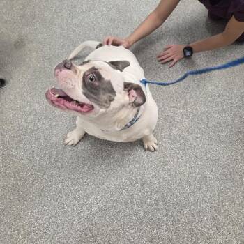 Easter -  American Bulldog Dog for Adoption in Durango, Colorado - Easter | PetCurious