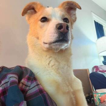 Lilo -  Mixed Breed Dog for Adoption in Wichita, Kansas - Lilo | PetCurious