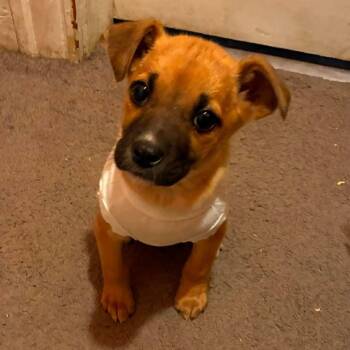 Labrador Retriever Dogs Available for Adoption - Fern | PetCurious