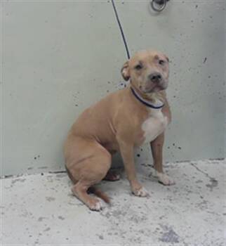 FAWNIE -  Staffordshire Bull Terrier and Mixed Breed Dog Available for Adoption in Houston, Texas - FAWNIE | PetCurious