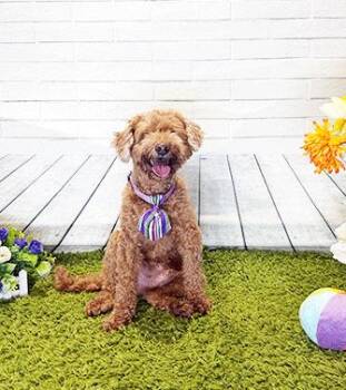 TOBI -  Poodle Dog for Adoption in Castro Valley, California - TOBI | PetCurious