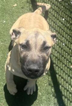 Boerboel and Mixed Breed Dogs Available for Adoption in Texas City, Texas - PRINCE | PetCurious