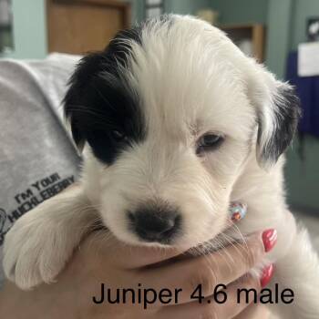 Border Collie Dogs Available for Adoption in Pineville, Missouri - Juniper | PetCurious