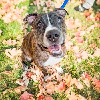 Rescue Pit Bull Terrier Dogs for Adoption in Detroit, Michigan - Mama Roxy | PetCurious