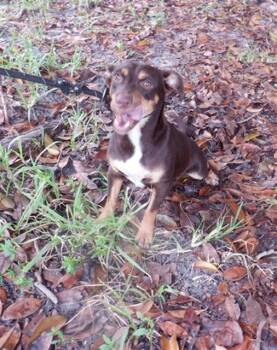 PITUCA -  Chihuahua Dog for Adoption in Doral, Florida - PITUCA | PetCurious