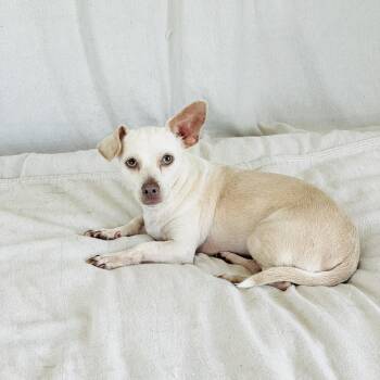 Cuddly Frijol -  Chiweenie and Chihuahua Dog for Adoption in Burlington, North Carolina - Cuddly Frijol | PetCurious
