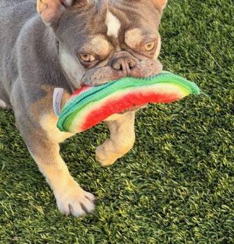 French Bulldog Dogs Available for Adoption - Olive | PetCurious