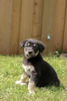 Rescue Shepherd and Husky Dogs for Adoption in Woodstock, Ontario - Fia | PetCurious