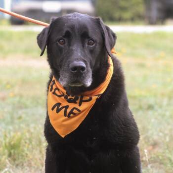 Holmes -  Black Labrador Retriever Dog for Adoption in Columbia, South Carolina - Holmes | PetCurious