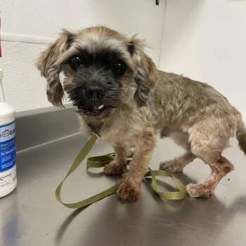 Arthur -  Miniature Schnauzer and Mixed Breed Dog for Adoption in Kanab, Utah - Arthur | PetCurious
