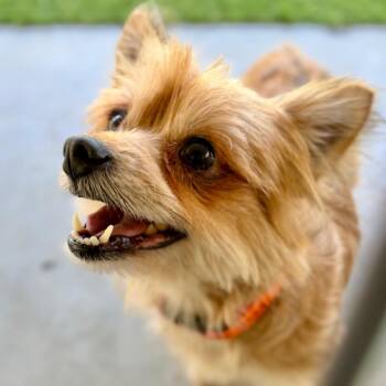 Terrier and Mixed Breed Dogs Available for Adoption in Peyton, Colorado - Marlee - Missouri AP26-49 | PetCurious