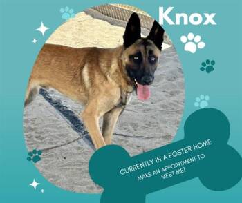 KNOX -  Belgian Shepherd Malinois Dog for Adoption in Salinas, California - KNOX | PetCurious