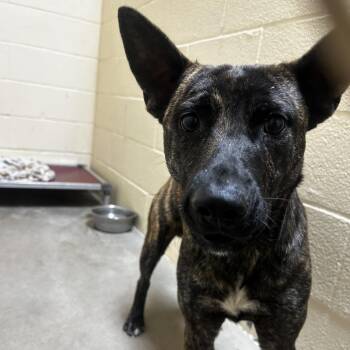 Pit Bull Terrier Dogs Available for Adoption in Palestine, Texas - Licorice | PetCurious