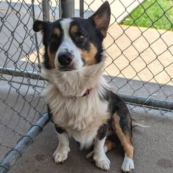 Corgi and Terrier Dogs Available for Adoption in Austin, Texas - Famous Mr Ed | PetCurious