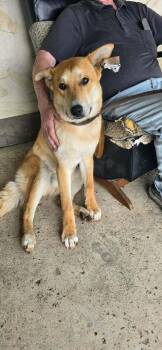 Winston -  Shepherd and Mixed Breed Dog for Adoption in Calgary, Alberta - Winston | PetCurious