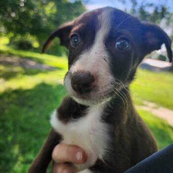 Wapella -  Pit Bull Terrier Dog for Adoption in Clavet, Saskatchewan - Wapella | PetCurious
