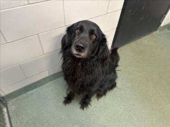 Mixed Breed Dogs Available for Adoption in Santa Fe, New Mexico - GRACIE | PetCurious