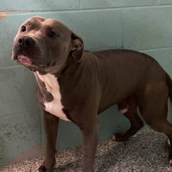 Ice -  Mixed Breed Dog for Adoption in Port Charlotte, Florida - Ice | PetCurious