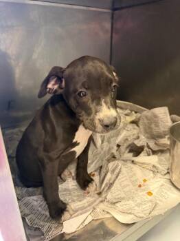 Mini Mia (Egypt) -  Boxer Dog for Adoption in Greenwood, Mississippi - Mini Mia (Egypt) | PetCurious