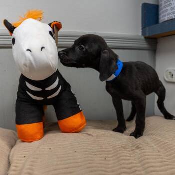 Twizzler -  Terrier and Mixed Breed Dog for Adoption in Pawling, New York - Twizzler | PetCurious