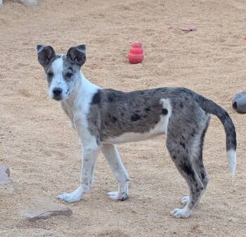 Cattle Dog Dogs Available for Adoption in Pena Blanca, New Mexico - CARSON | PetCurious