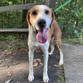 Toodle -  Mixed Breed Dog for Adoption in Fredericksburg, Virginia - Toodle | PetCurious