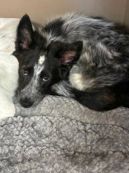 M&M -  Australian Cattle Dog Blue Heeler Dog for Adoption in Albuquerque, New Mexico - M&M | PetCurious