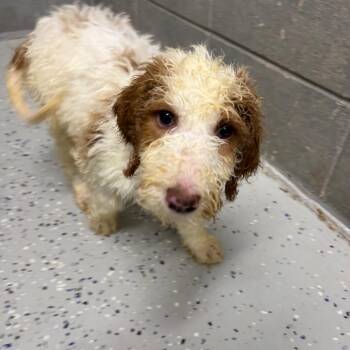 Golden Retriever and Poodle Dogs Available for Adoption in Huntsville, Alabama - Athena | PetCurious